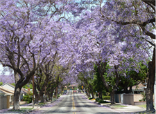 Jacaranda Tree